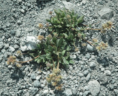 Phacelia hastata (Silverleaf Phacelia), Boranginaceae, Perrenial: apr-may, Sagebrush Scrub, Northern Juniper Yellow Pine forest