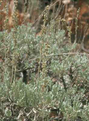 Artemisia tridentata (Mountain Sagebrush), Asteraceae, perennial: sep-nov, open rocky montane