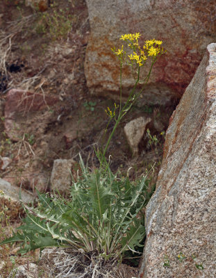 Crepis acuminata (Hawksbeard), Asteraceae, perrenial: June-July, open rocky montane, agebrush Scrub, pine and Red Fir Forest,