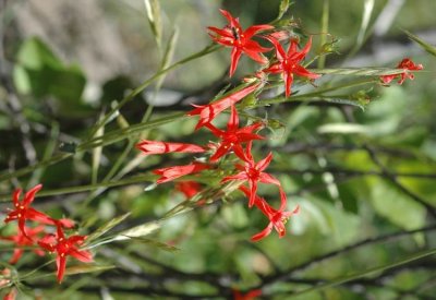 Ipomopsis aggregata (Scarlet Gilia), Polemoniaceae, perrennial: may-june, Yellow Pine Forest, Red Fir Forest, Lodgepole Forest, 