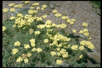 Erigonum ursinum (Bear Buckwheat), Polygonaceae, perennial: july-sep, pine forest