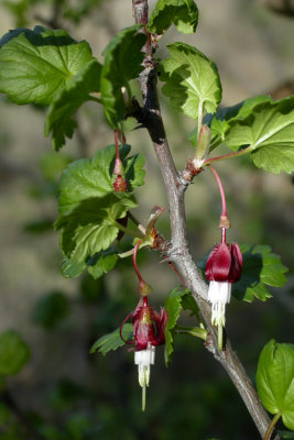 Ribes roezlii (Sierra Gooseberry), GROSSULARIACEAE, shrub feb-june, slopes