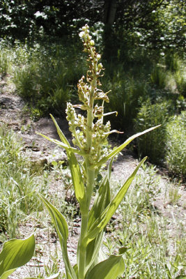 Veratum californicum (Corn Lilies), MELANTHIACEAE  perrenial: apr-may, moist meadows/ dense stands