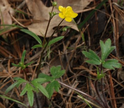 Ranunculus occidentalis (western buttercup), Ranunculaceae perennial: feb-may, woodland, pine forest,coastal prarie