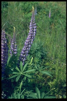 Lupinus polyphyllus (bigleaf lupine),FABACEAE, perennial: may-july, wetland/riparian   