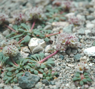 Calyoreusuyn umbellatum (Pussy Paws), Montiaceae, ann: may-sep, subalpine forest