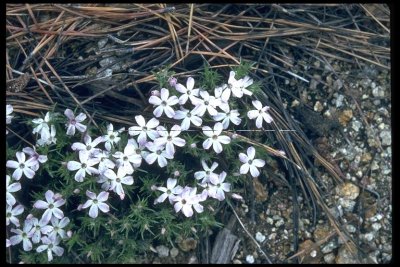 Phlox diffus (Spreading Phlox), Polemoniaceae, per: may-june, doug fir, lodgpole pine, yellow pine, alpine fells 