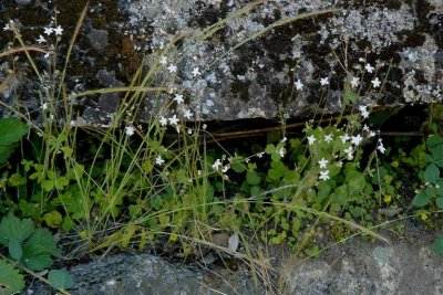 Lithophragma bolanderi (Bolander's woodland star)Saxifragraceae Per: feb-july, Foothill Woodland, Yellow Pine Forest  