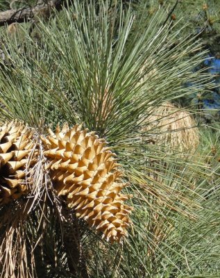 Pinus coulteri (Coulter pine), PINACEAE  native may-june