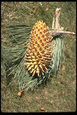Pinus coulteri (Coulter pine), PINACEAE  native may-june