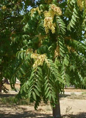 Ailanthus altissima  (tree of heaven) SIMAROUBACEAE   NON NATIVE may-june