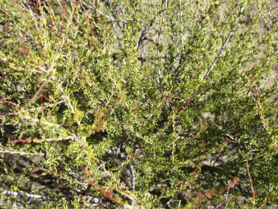 Adenostoma fasciculatum (Chamise)   ROSACEAE  shrub: june-aug, chaparel 