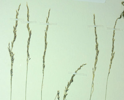 Agrostis pallens (seashore bentgrass), per: apri-may, coastal, foothill, chaparel, woodland