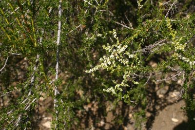 Adenostoma fasciculatum (Chamise), Roseacea, (june-april) Chaparral