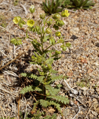 Emmenanthe penduliflora (whispering bells), (feb-june), Boraginacea, Chaparral, Coastal Sage Scrub, Creosote Bush Scrub