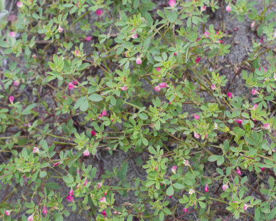 Acmispon parviflorus (desert deervetch), (feb-june), Fabacea, Pine Forest, Foothill Woodland, Chaparral, Valley Grassland,