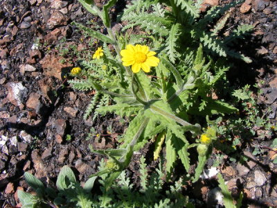 Monolopia gracilens, (Woodland woolythreads) Asteraceae, (mar-june)