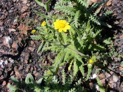 Monolopia gracilens, (Woodland woolythreads) Asteraceae, (mar-june) 