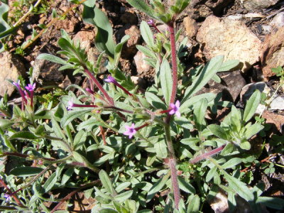 Allophyllum divaricatum (Straggling gilia) Polominaceae (apr-june) Chaparral, Foothill Woodland