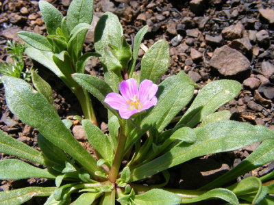 Calindrinia breweri (MONTIACEAE) may-june (fire follower)