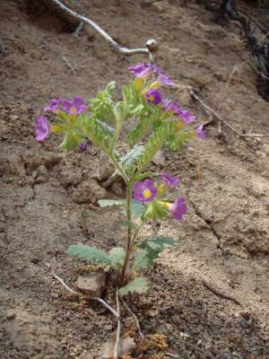 Phacelia suaveolens (sweet phacelia) Boraginacea (may-june) Chaparral, Closed-cone Pine Forest
