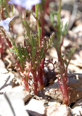 Gilia achilleifolia