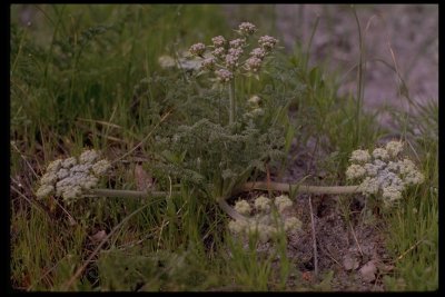 Lomatium dasycarpum Apiaceae (may-june) annual Yellow Pine Forest, Foothill Woodland, Chaparral, Valley Grassland