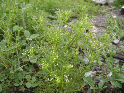 Apiastrum angustifolium (wild celery) Apiaceae (may-april)