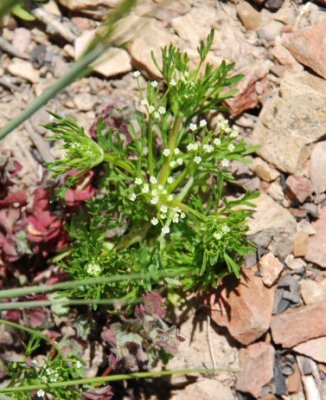 Apiastrum angustifolium