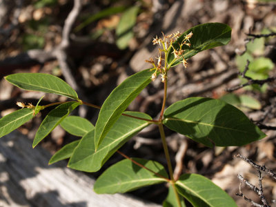 Apocynum cannabinum Apocynaceae (june-aug) perennial