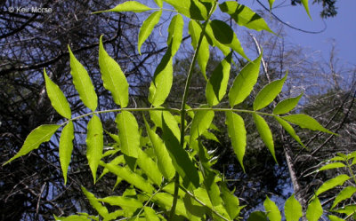 Sambucus nigra (Blue Elderberry) adoxaceae may-june shrub