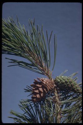 Pinus contorta  female cone with long sharp tip scales
