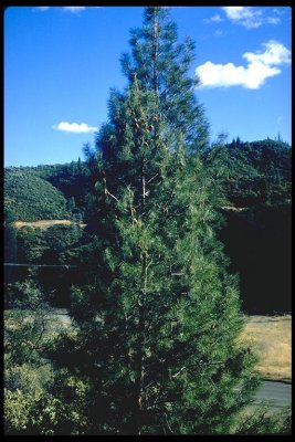 Pinus attenuata  (knobcone pine) pinus