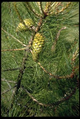 Pinus attenuata female cone