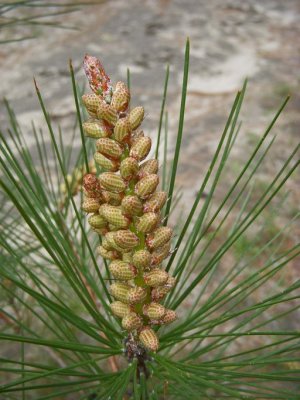 Pinus attenuata male cones