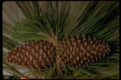 Pinus jeffreyi female cones