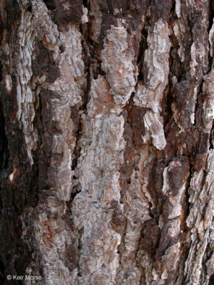 Pinus ponderosa pinus bark