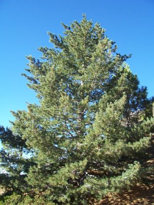 Pinus lambertiana