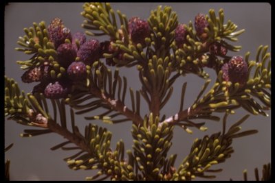 Abies magnifica (red fir) pinus
