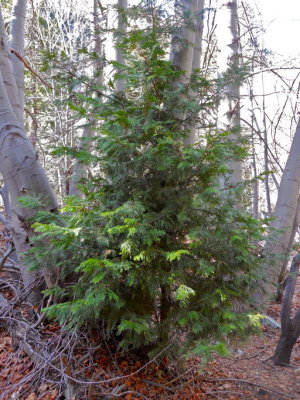 Calocedrus decurrens (intense cedar) cupressaceae