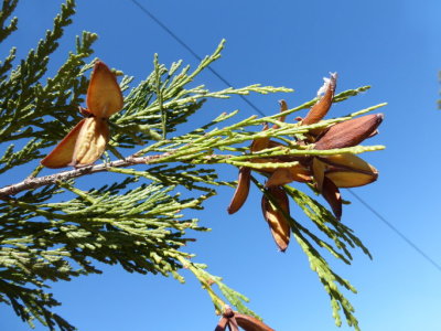 Calocedrus decurrens (intense cedar) cupressaceae