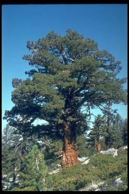 Juniperus occidentalis (western juniper) cupressacea