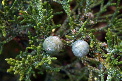 Juniperus occidentalis (western juniper) cupressacea