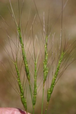 Aegilops neglecta (barbed Goat Grass) annual may-june