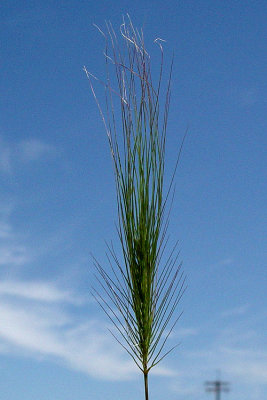 Elymus caput-medusae  (medusa head) annual april-june