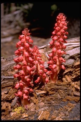 Sarcodes sanguinea (snowplant)may-june ericacea(parasitic)