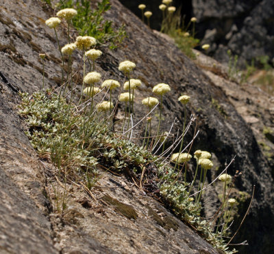 Eriogonum ursinum (bear buckwheat) Polygonaceae june-sep