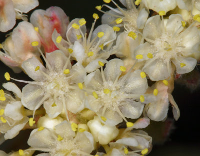 Eriogonum ursinum (bear buckwheat) Polygonaceae june-sep