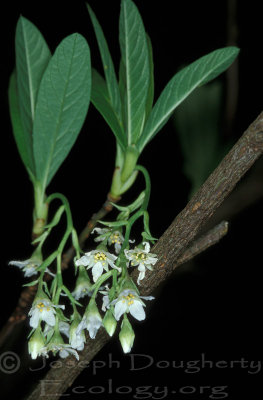 Oemleria cerasiformis (oso berry) rosaceae (mar-may)