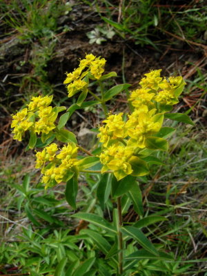 Euphorbia oblongata (oblong spurge) euphorbiaceae  perennial mar-aug